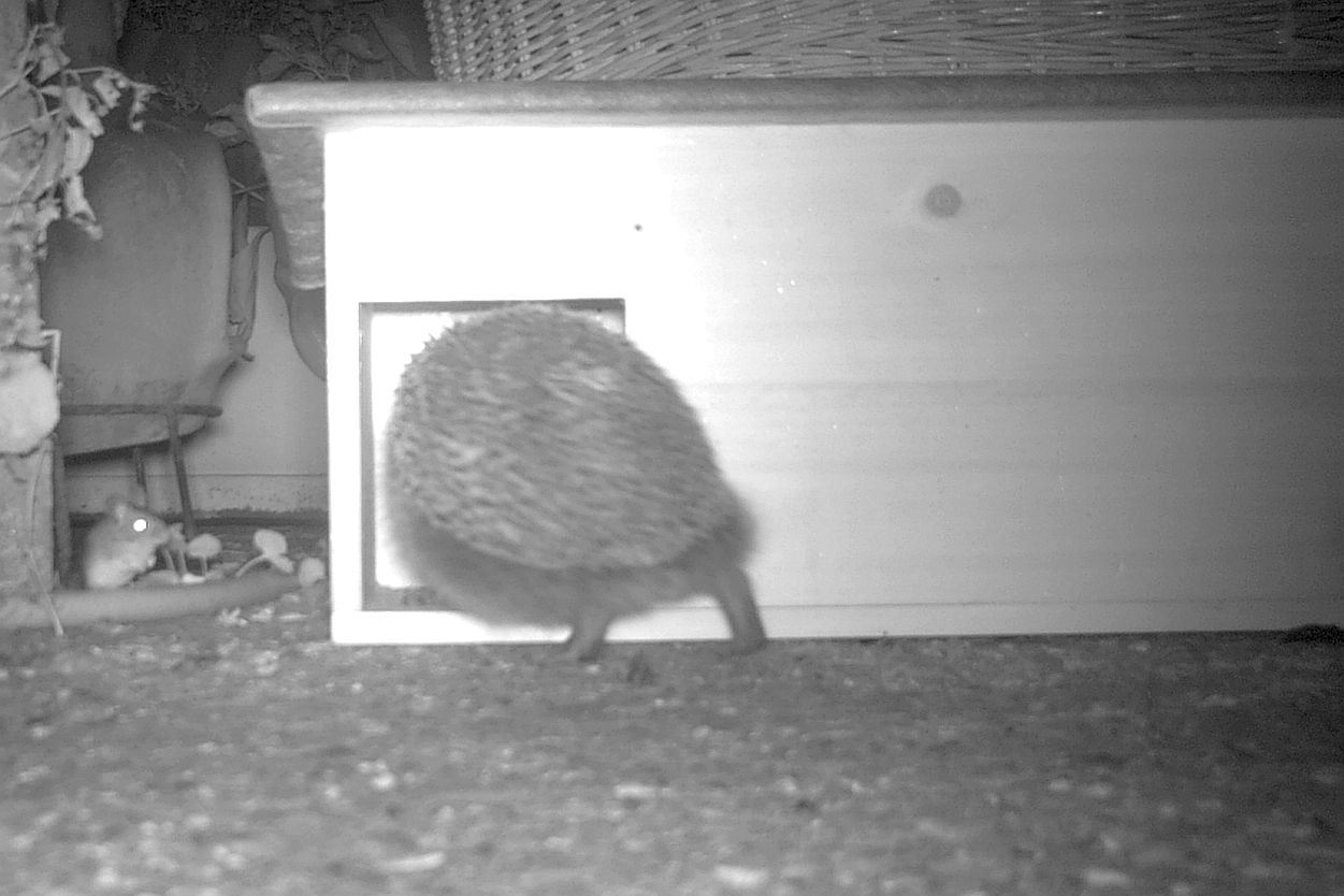  Hedgehog & Wood Mouse 